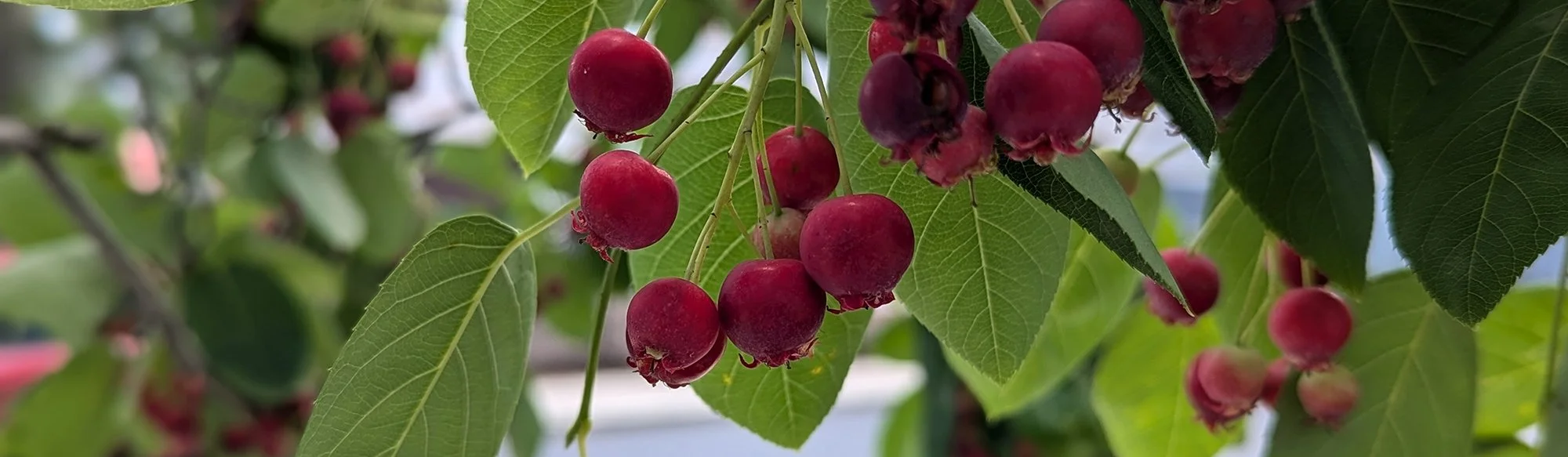 serviceberry.jpg