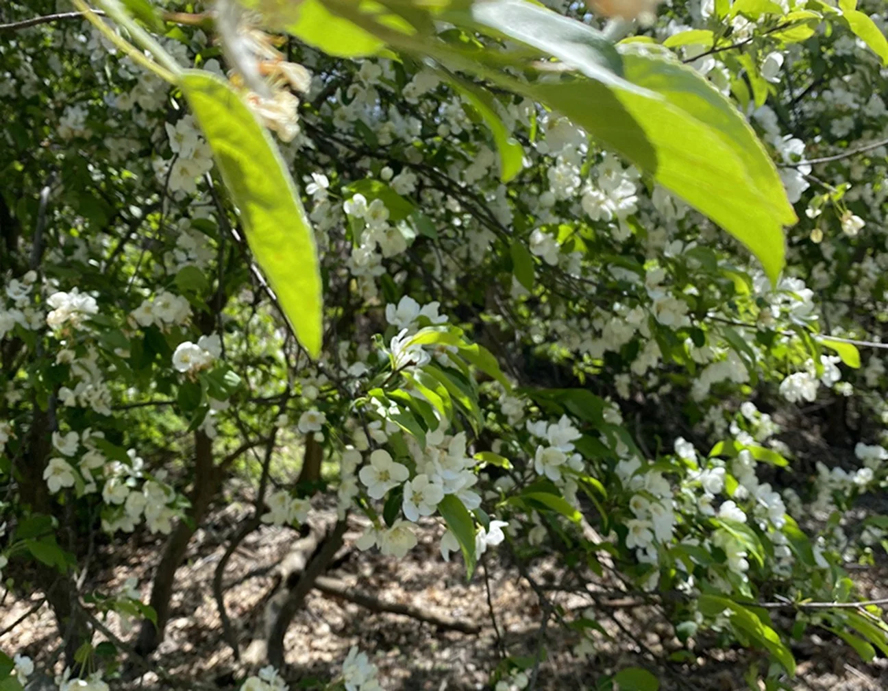 crab apple