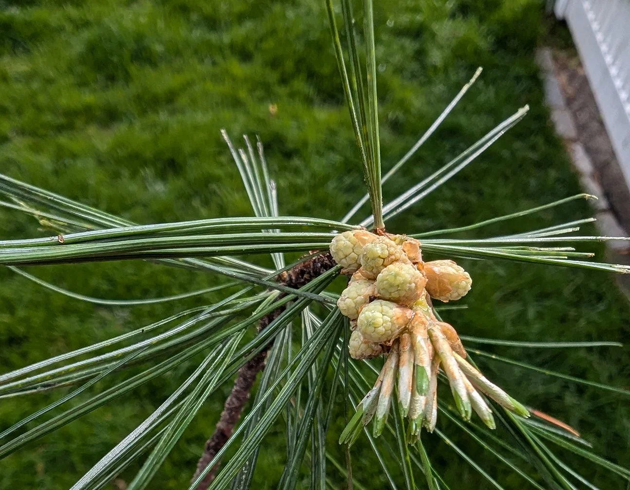 pine