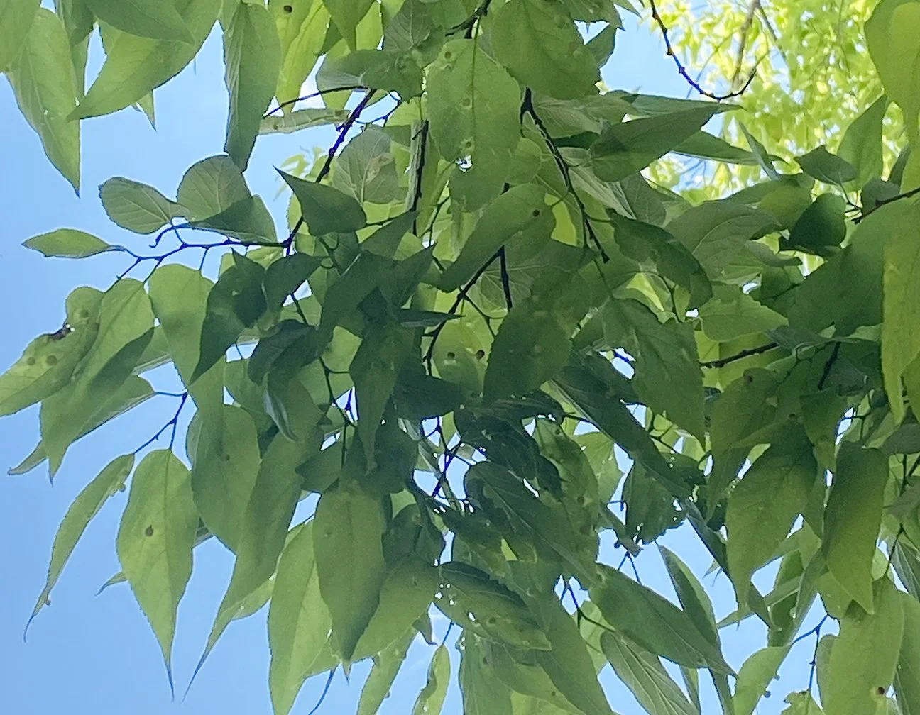 hackberry