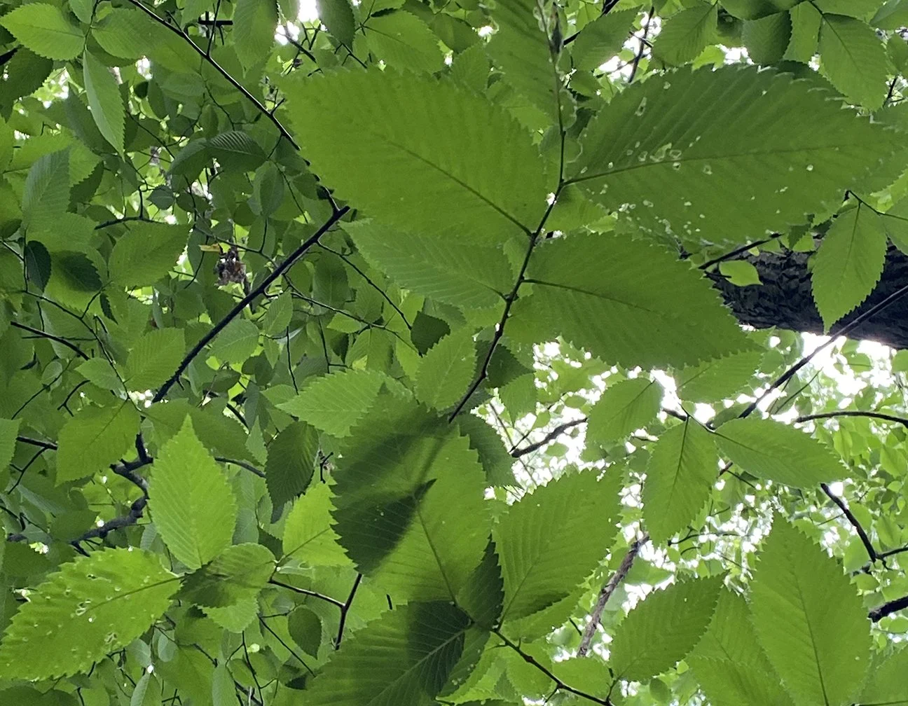 elm