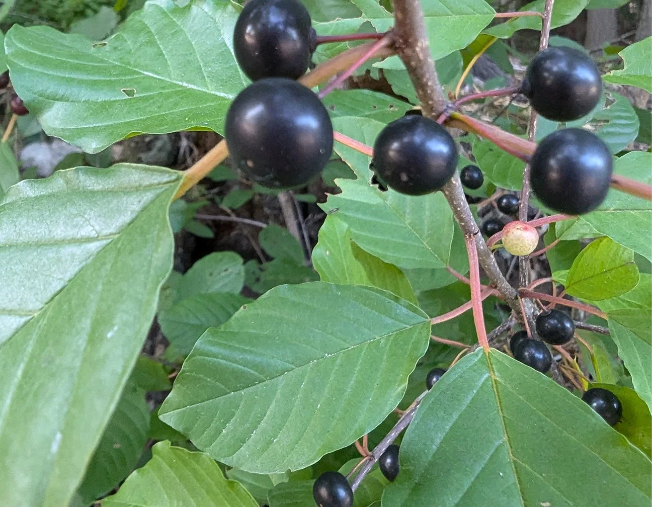 buckthorn