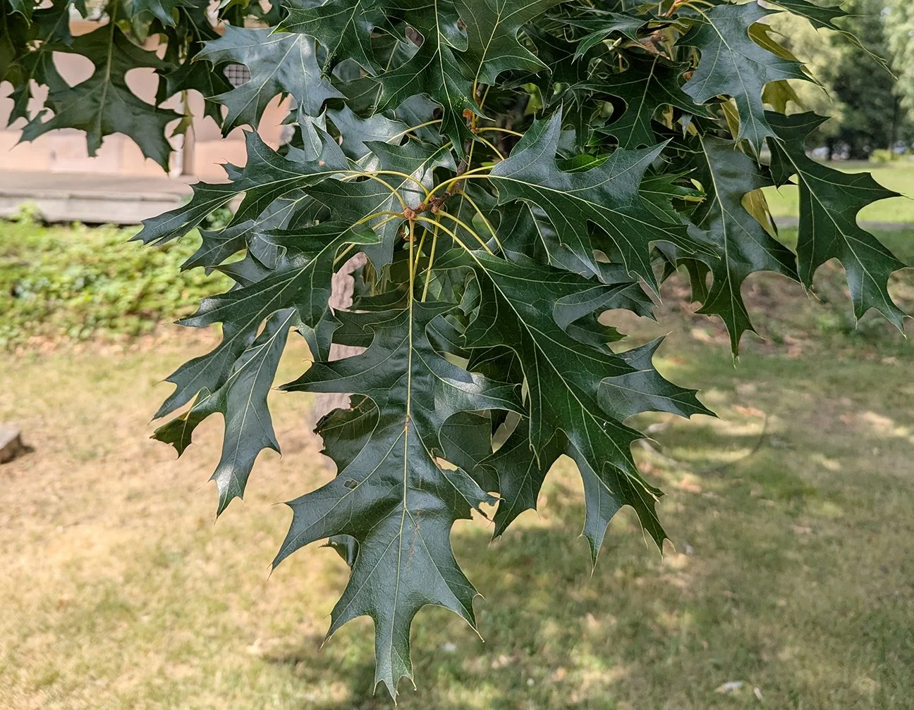 oak