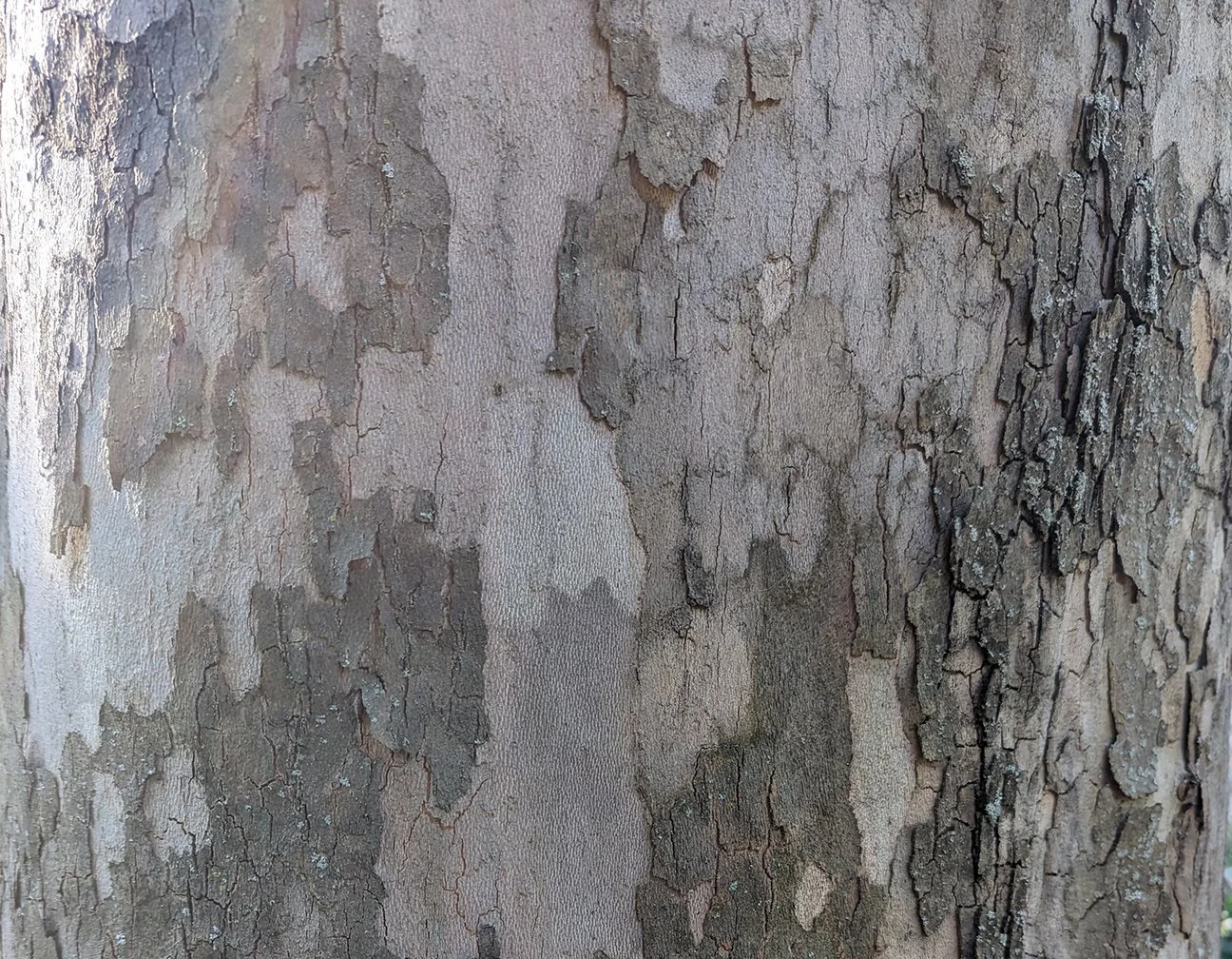 sycamore