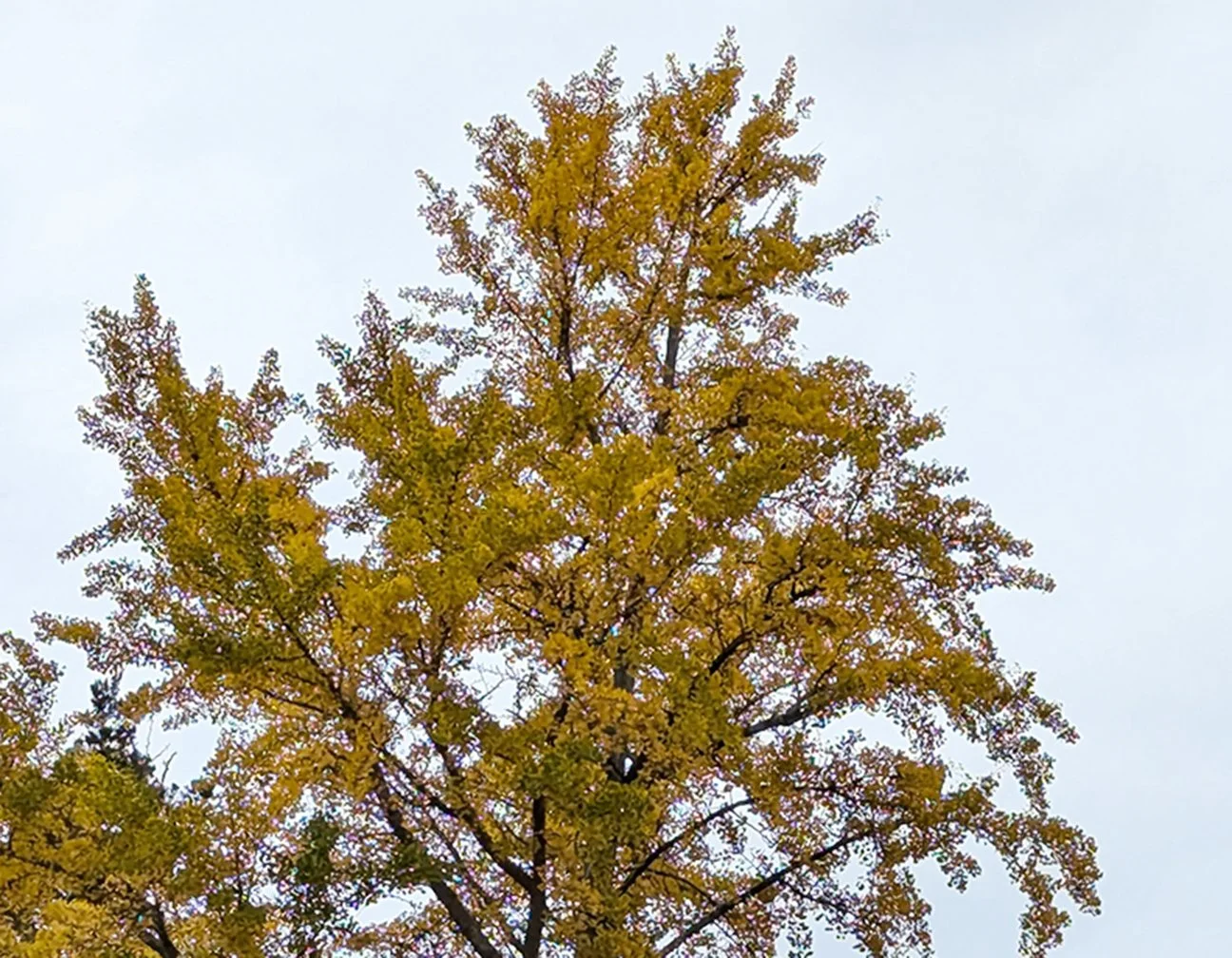 gingko
