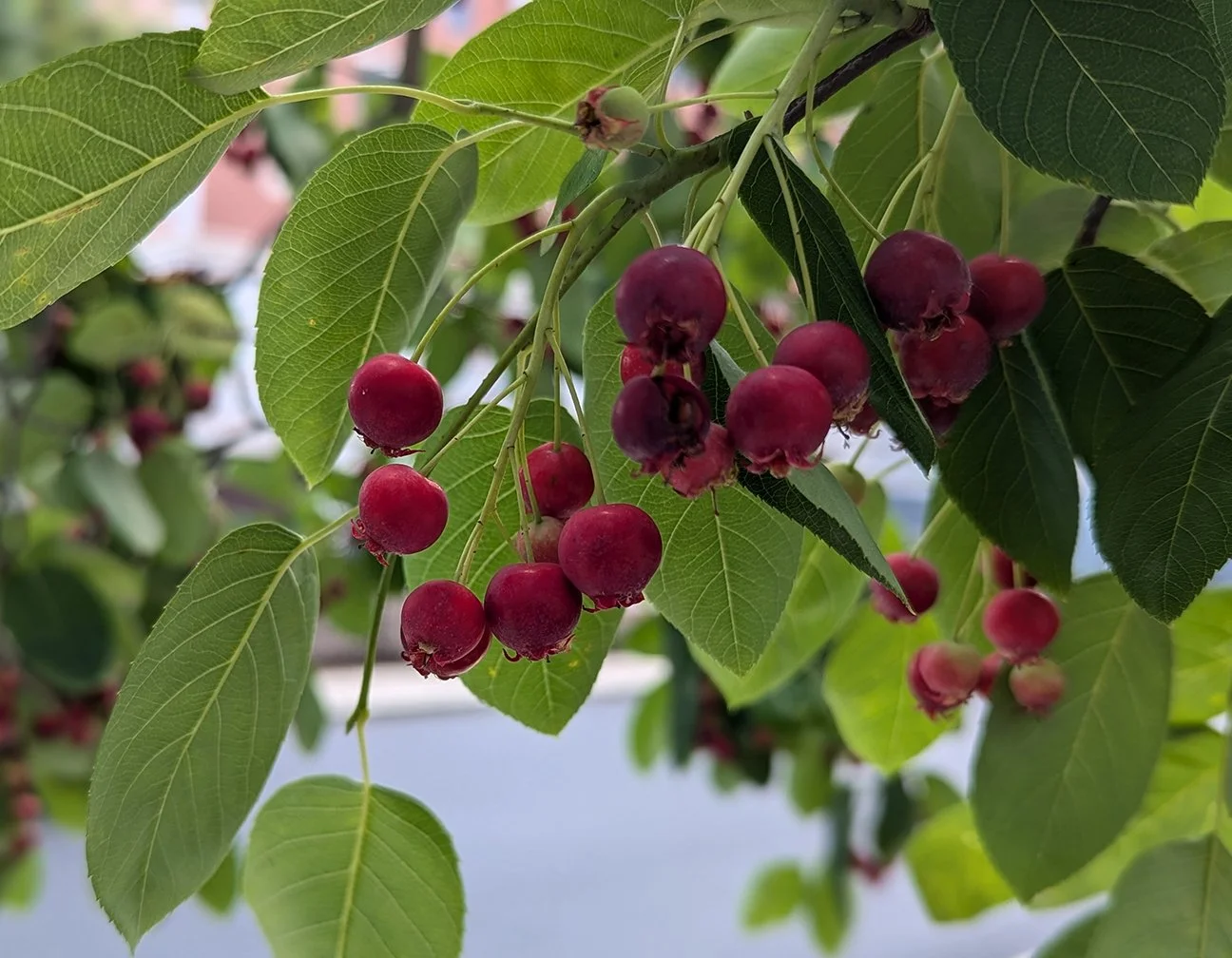 serviceberry