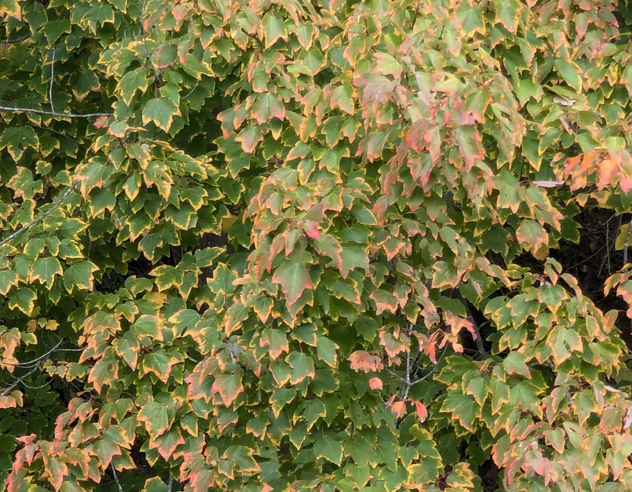maple