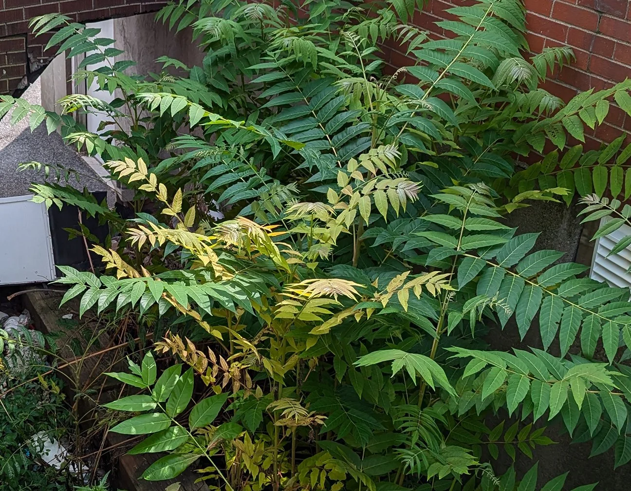 tree of heaven