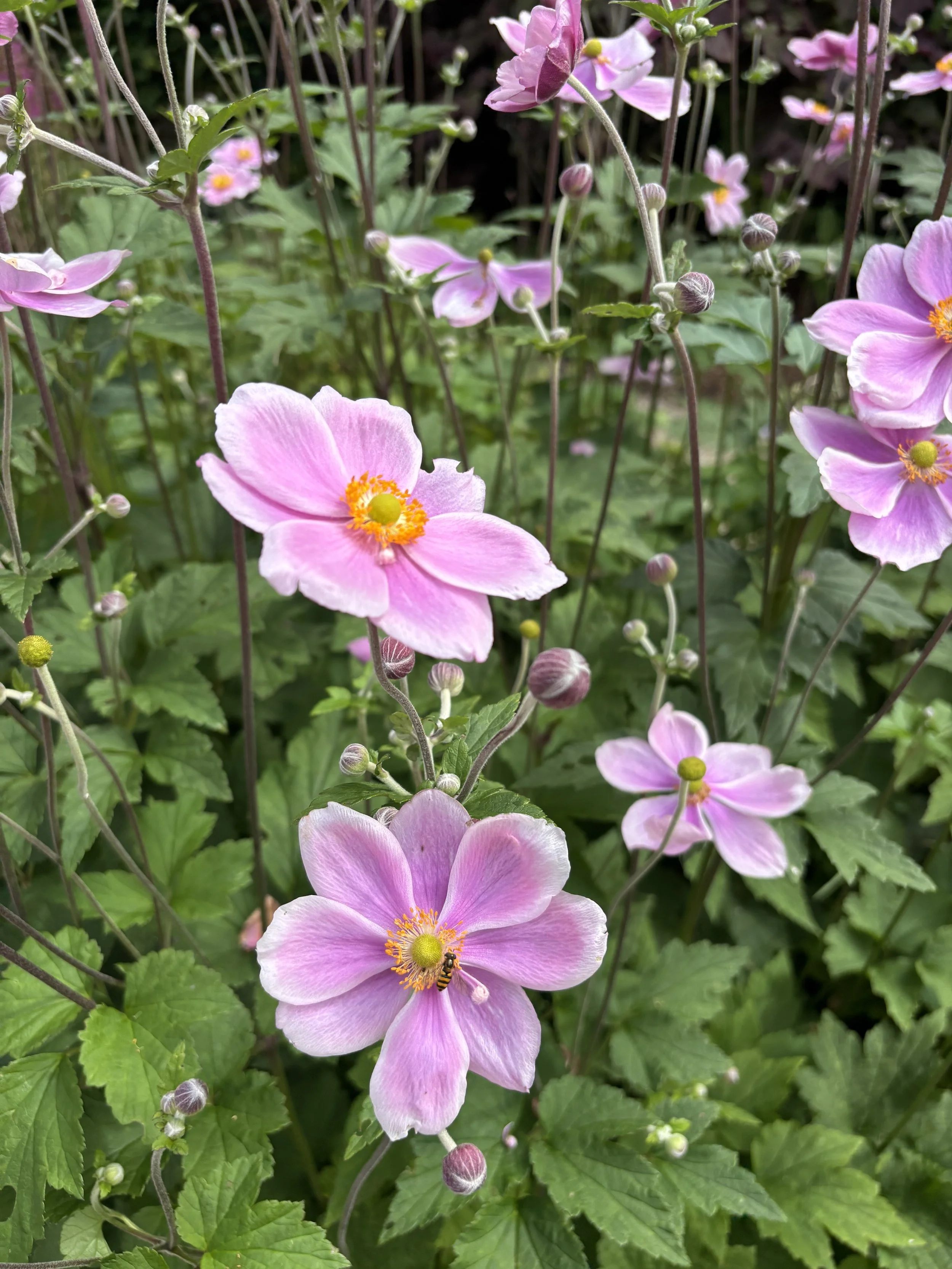 Pink anemone flowers with yellow centers in a garden, some buds and green foliage around.