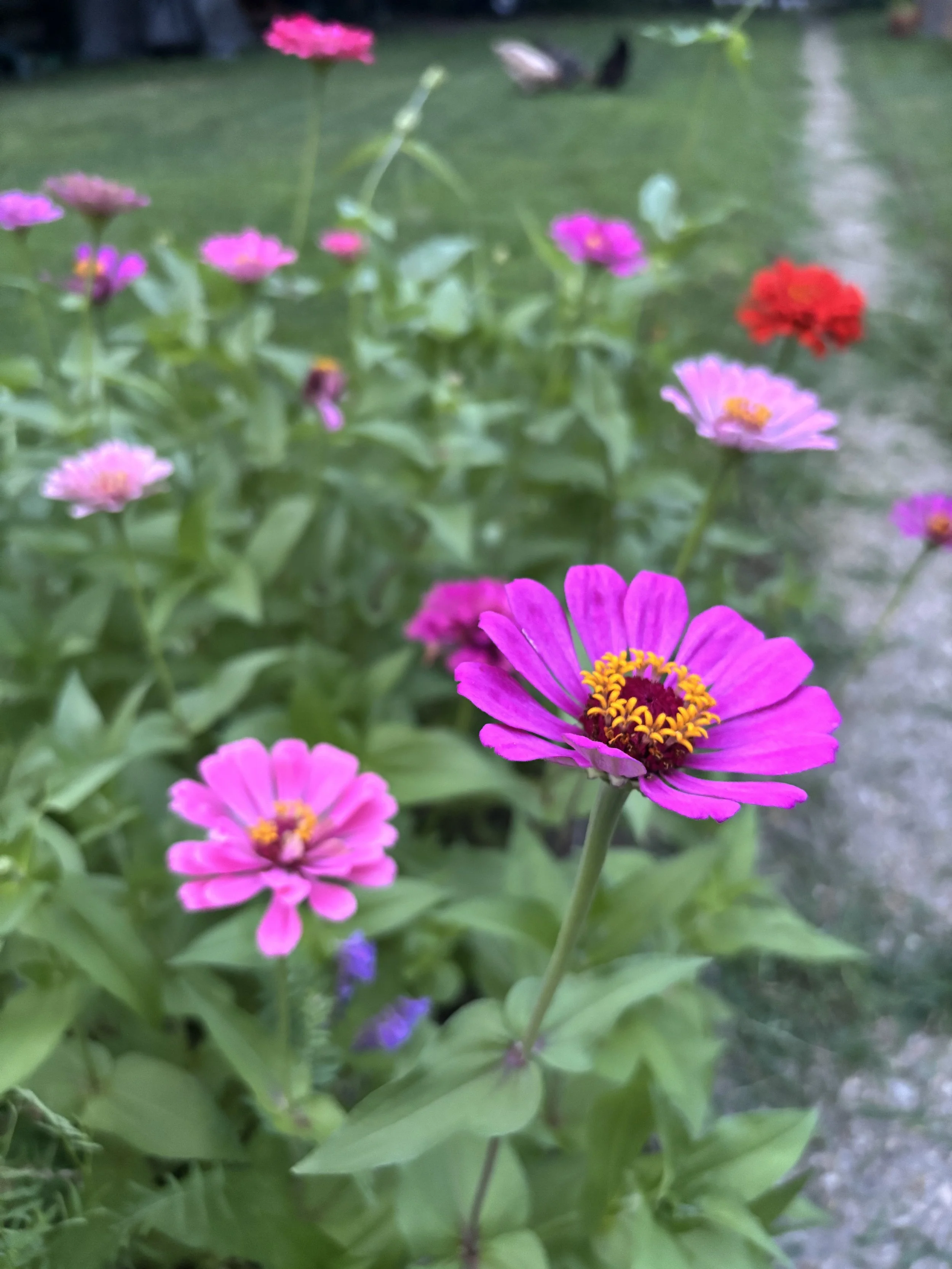 Close-up of a pink flower in focus among various colorful flowers in a garden.