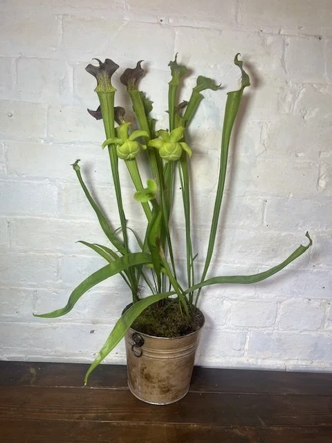 Sarracenia Plant