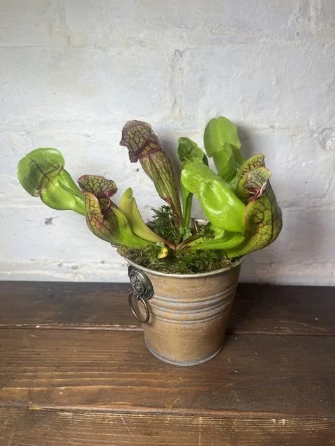 IMG_7126.jpeg