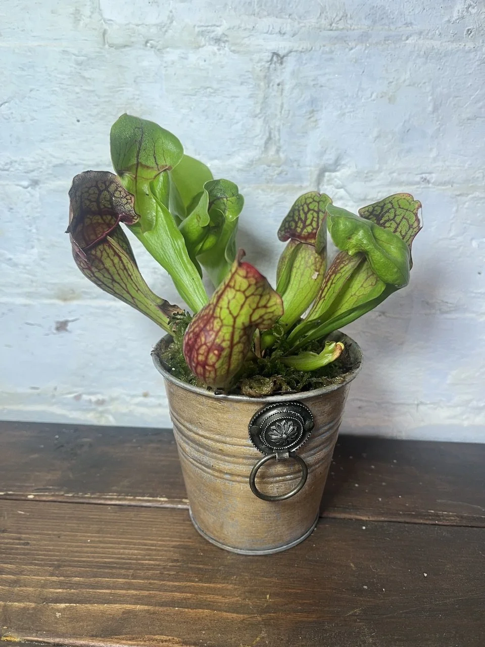 Sarracenia Plant