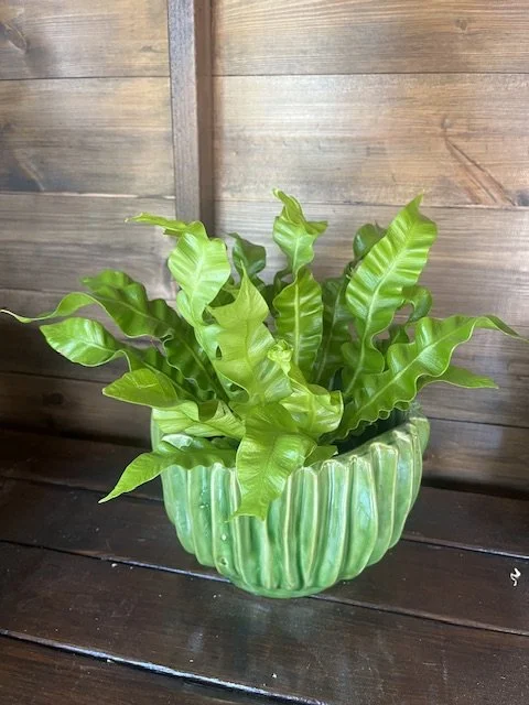 Asplenium Plant
