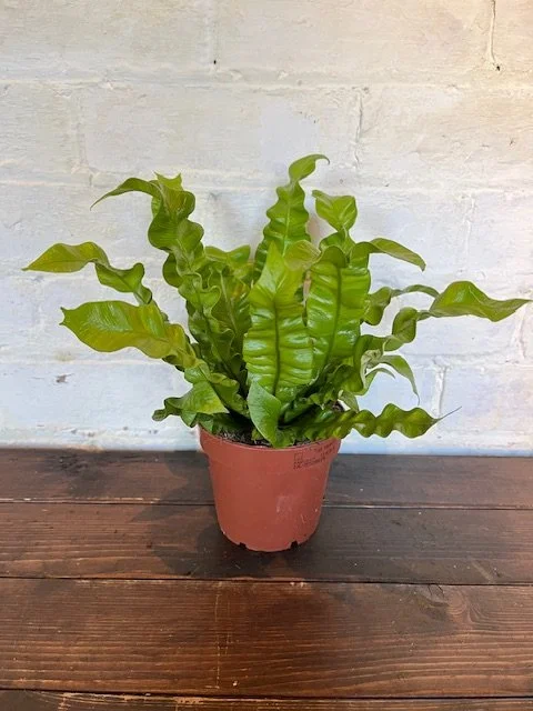 Asplenium Plant