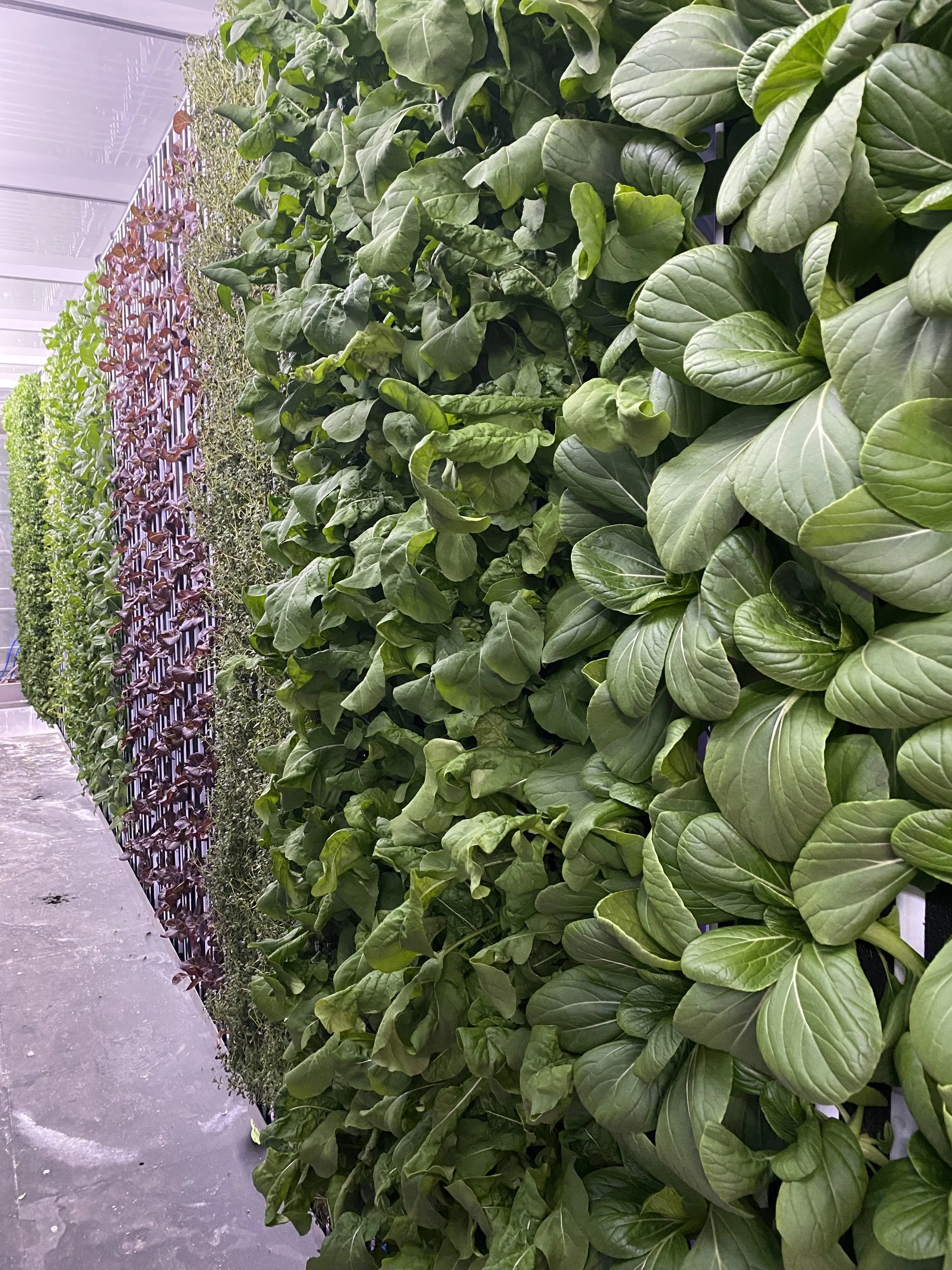 Products Leafy Greens, Herbs & Root Vegetables — VibeWright Farms