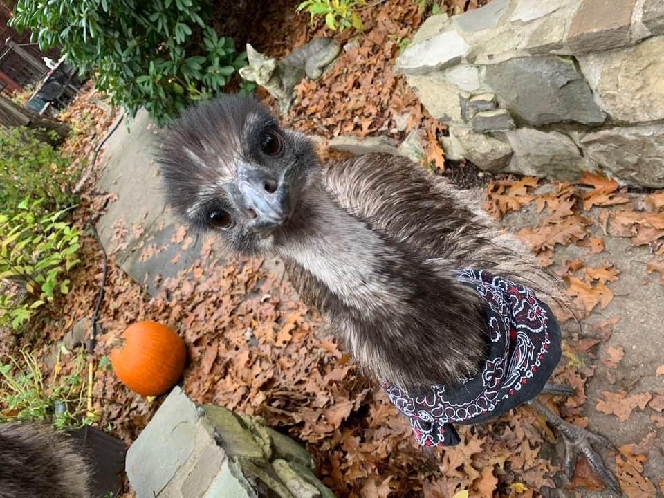 Thunderhorse-Hollow-Farm-fall-Emu-dressed-for-Halloween.jpg