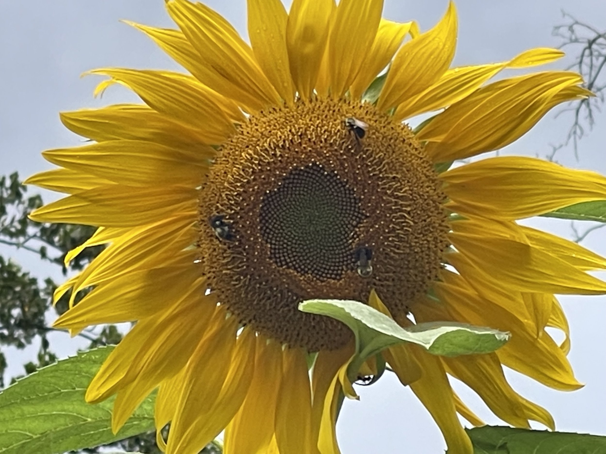 Thunderhorse-Hollow-Farm-summer-big-sunflower.jpg