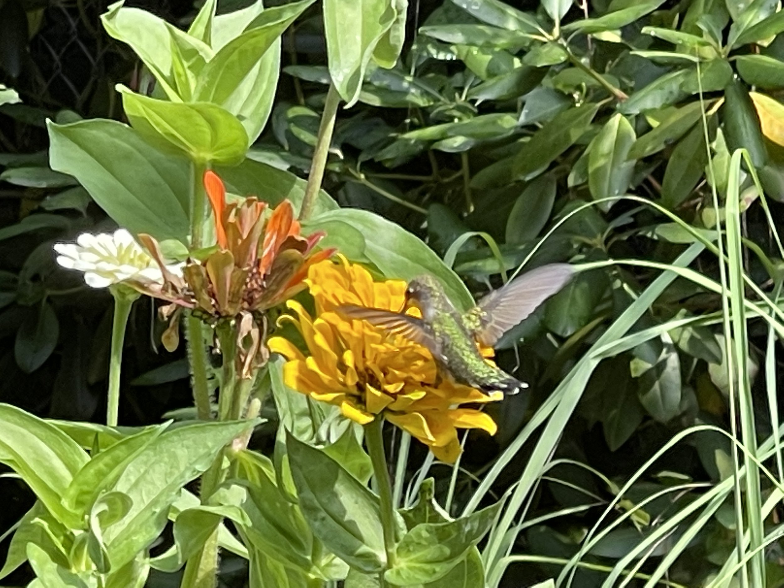 Thunderhorse-Hollow-Farm-summer-flowers-zinnia-with-humming-bird.jpg