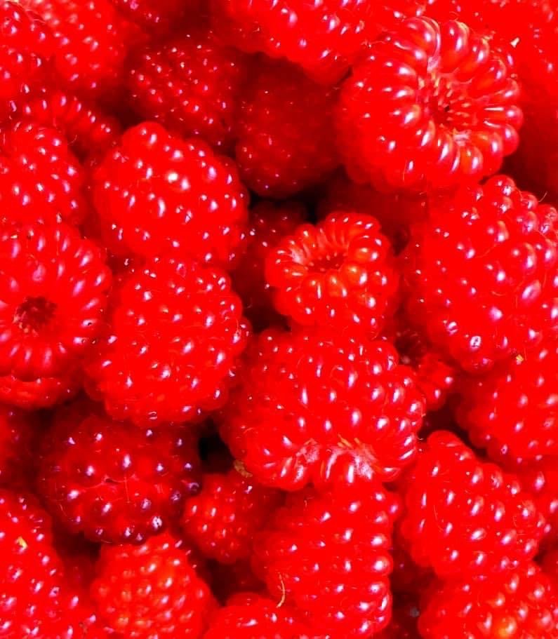 Thunderhorse-Hollow-Farm-raspberries.jpg