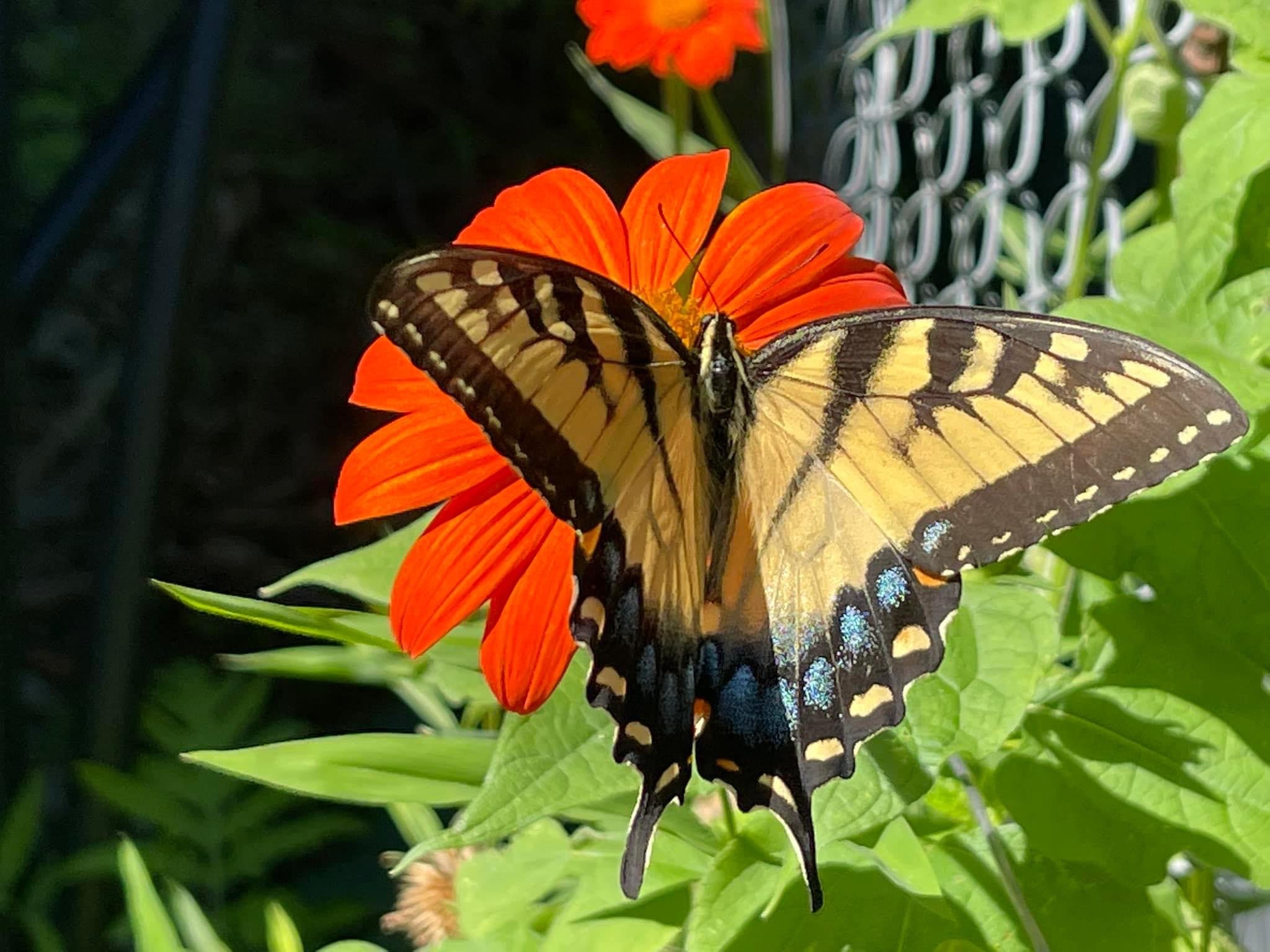 Thunderhorse-Hollow-Farm-butterfly-on-zinnia.jpg