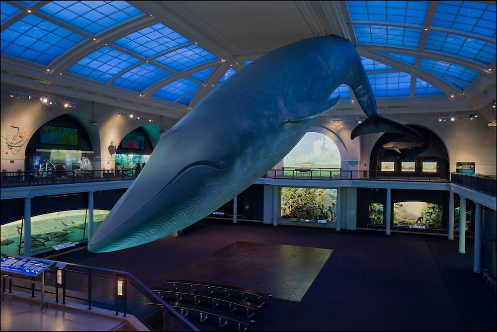 Hall of Ocean Life, Blue Whale