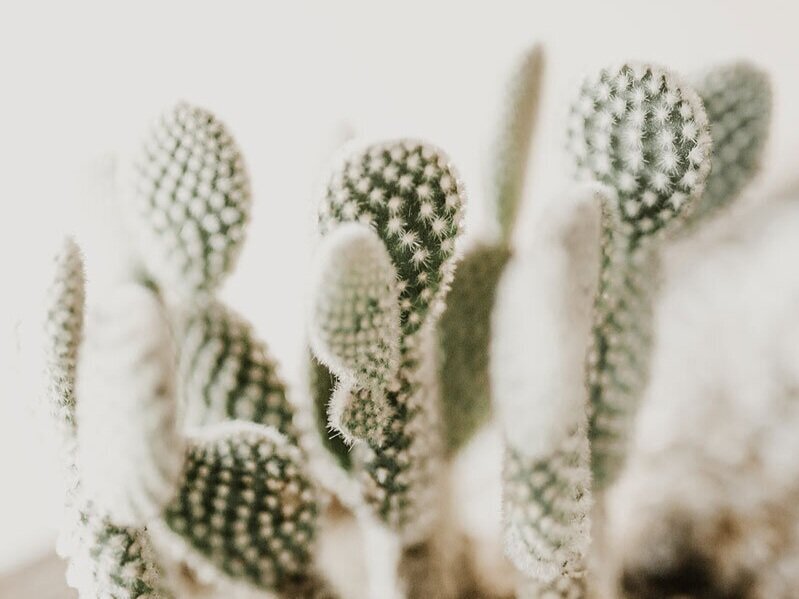 Plant Care Tips &amp; Tricks