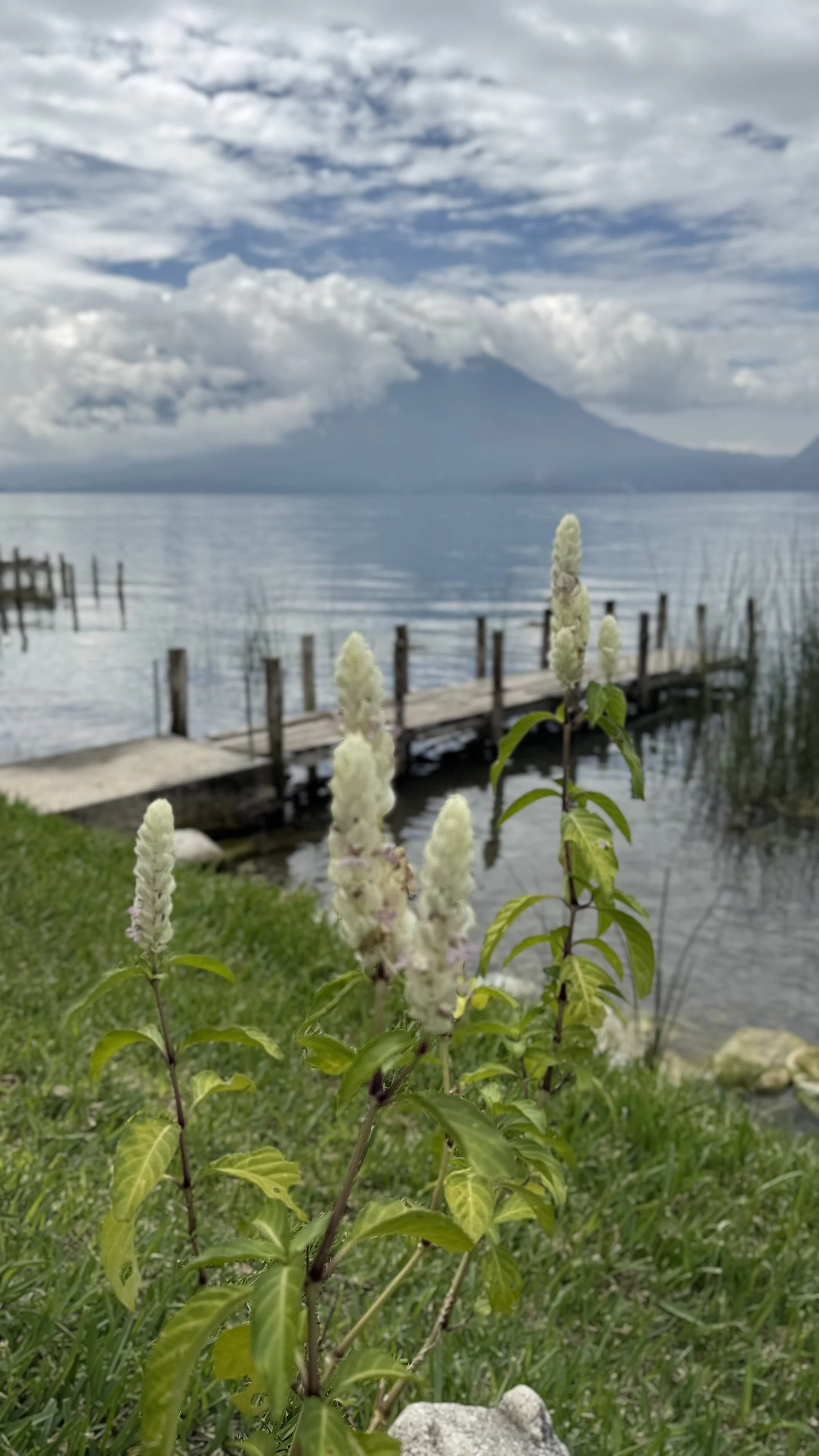 A scenic view of Lake Atitlan with a wooden dock extending into the water, a volcano view in the background, and a cloudy sky. In the foreground, there are white flowering plants and green grass.