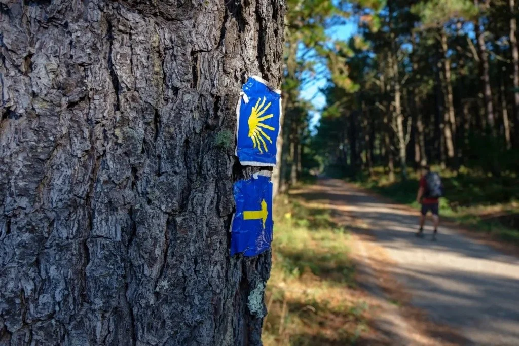 Torn blue trail marker with yellow symbols on a tree in a forest, a hiker walking on a dirt trail in the background.