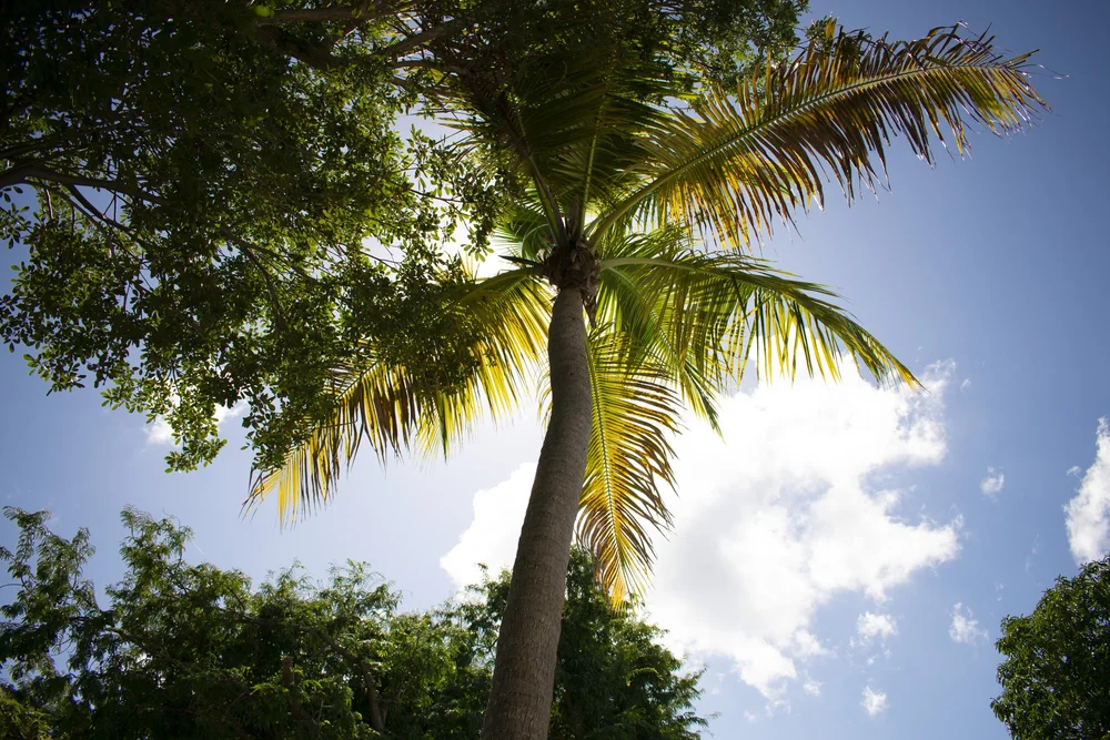 Photo Tour The Inn at Tamarind Court