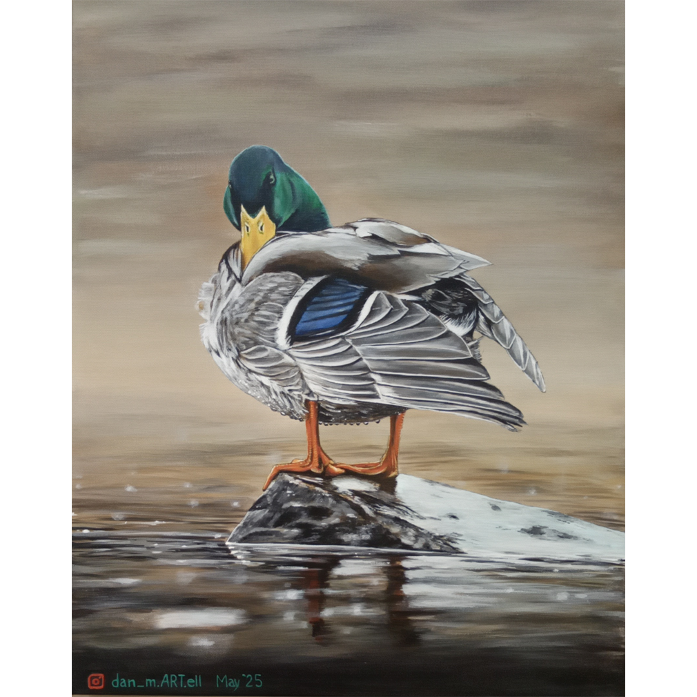 Mallard 3 - Dan Martell