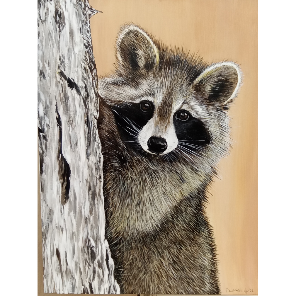 Racoon - Dan Martell