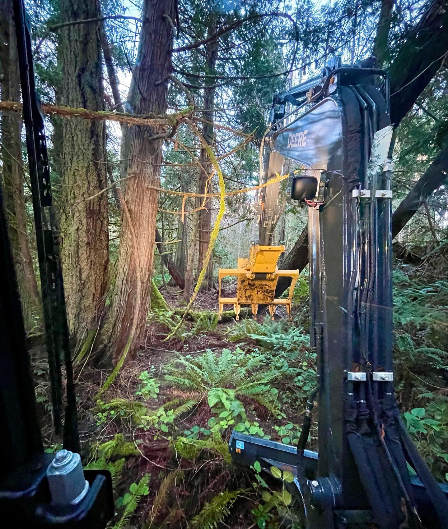 🌲
