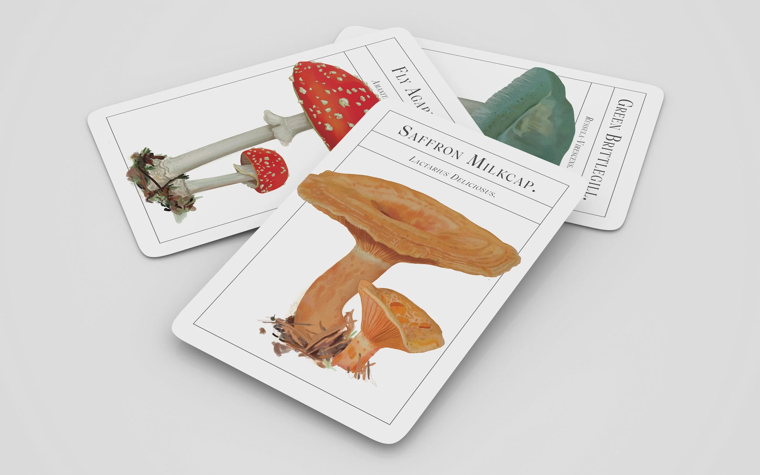 ©Steven Ranson Mushrooms Cards 2026.jpg