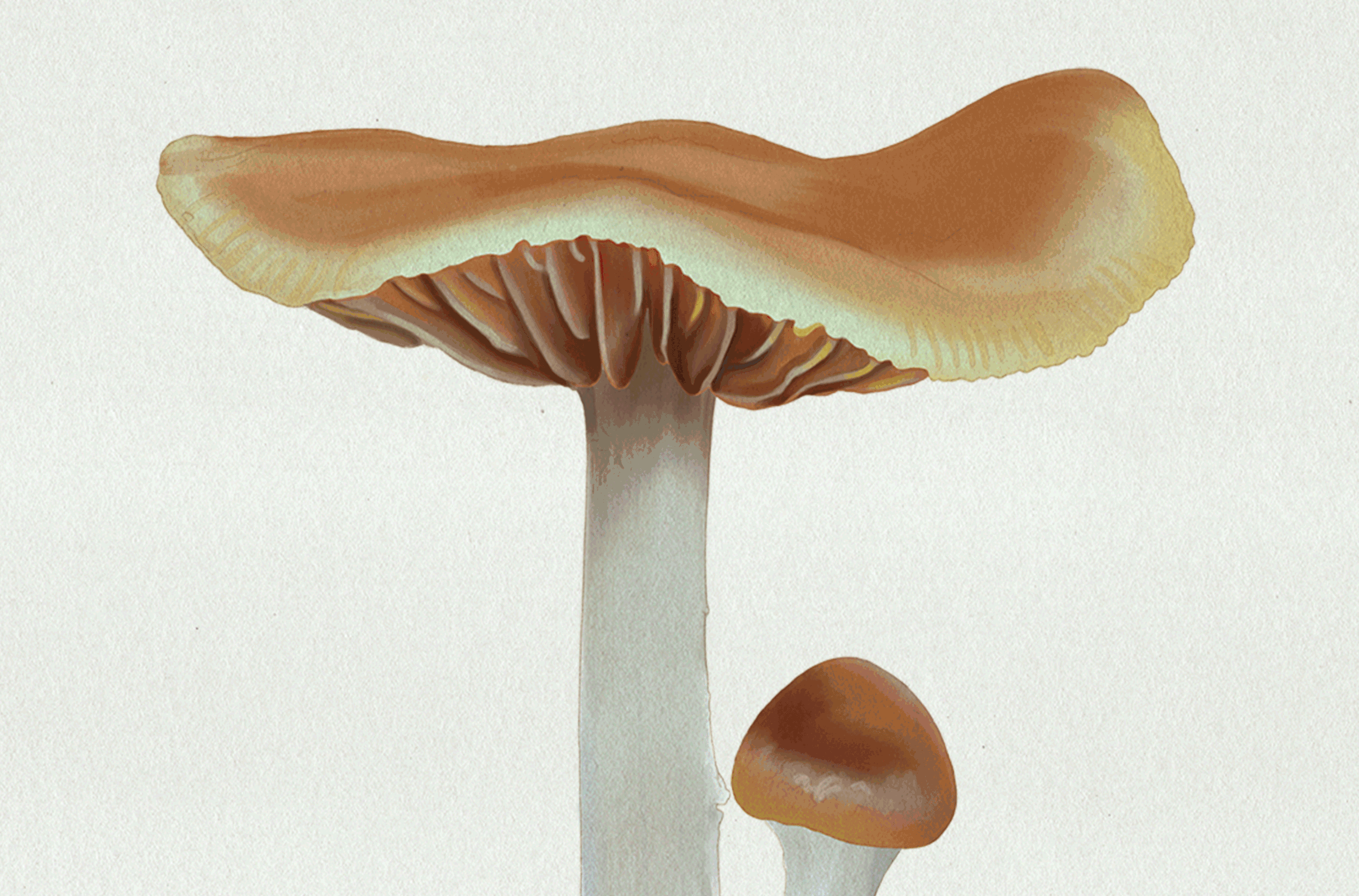 Deck of Mushrooms