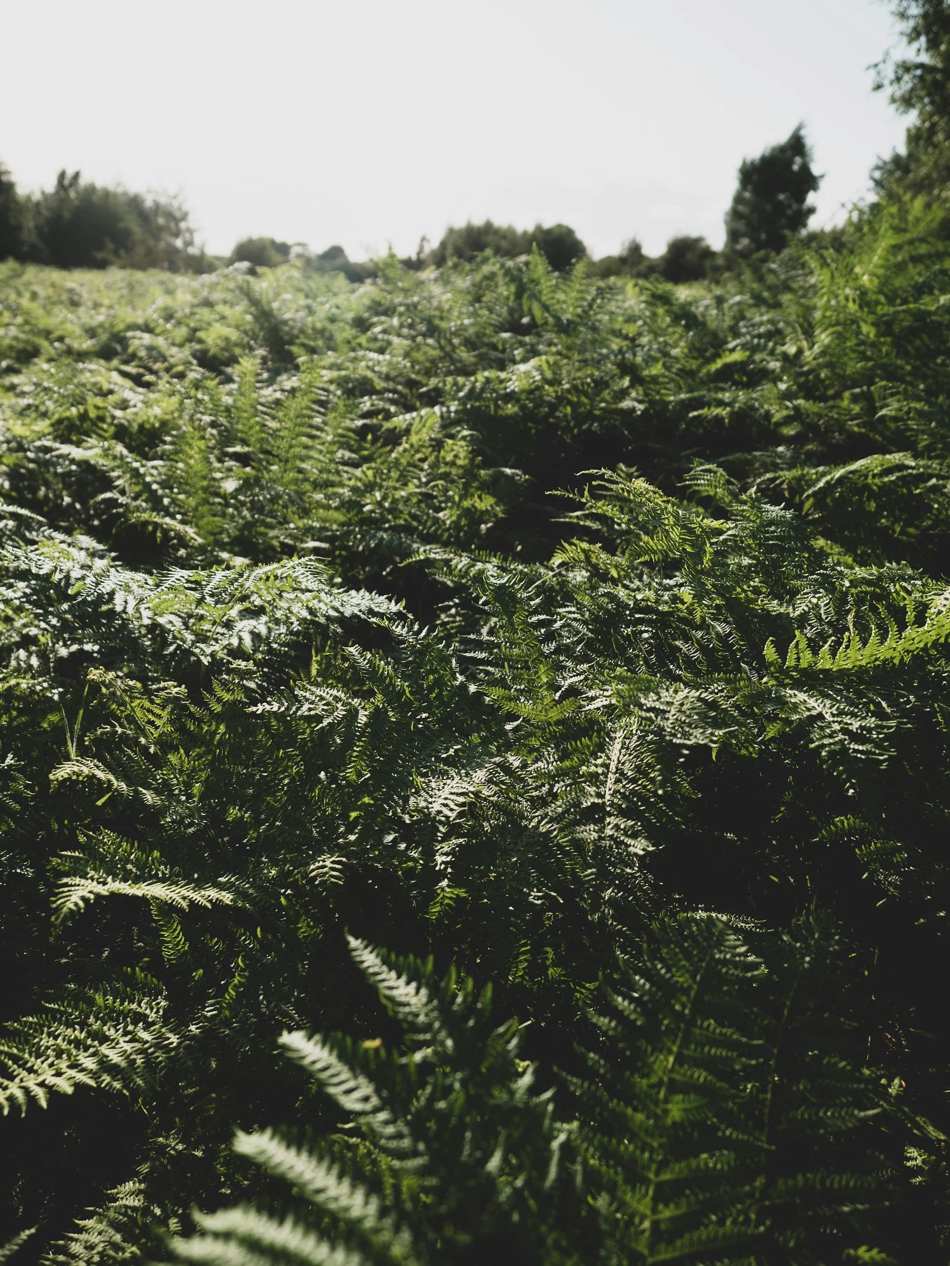 Ferns outside. Why do you feel emotionally overwhelmed when nothing is wrong? Learn why your emotions feel so intense—and how to become more grounded, steady, and in control.