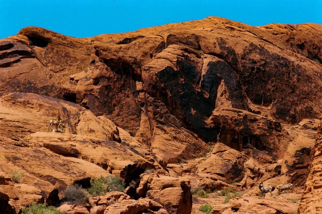 Bighorn Sheep