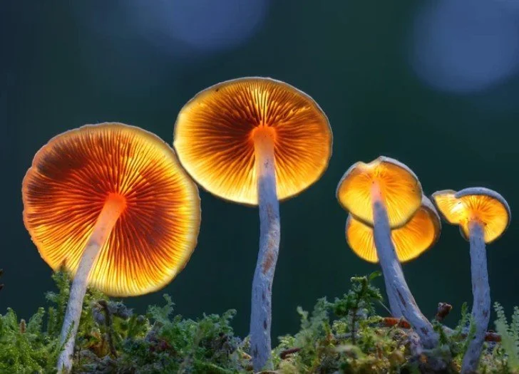 psilocybin pic.jpg