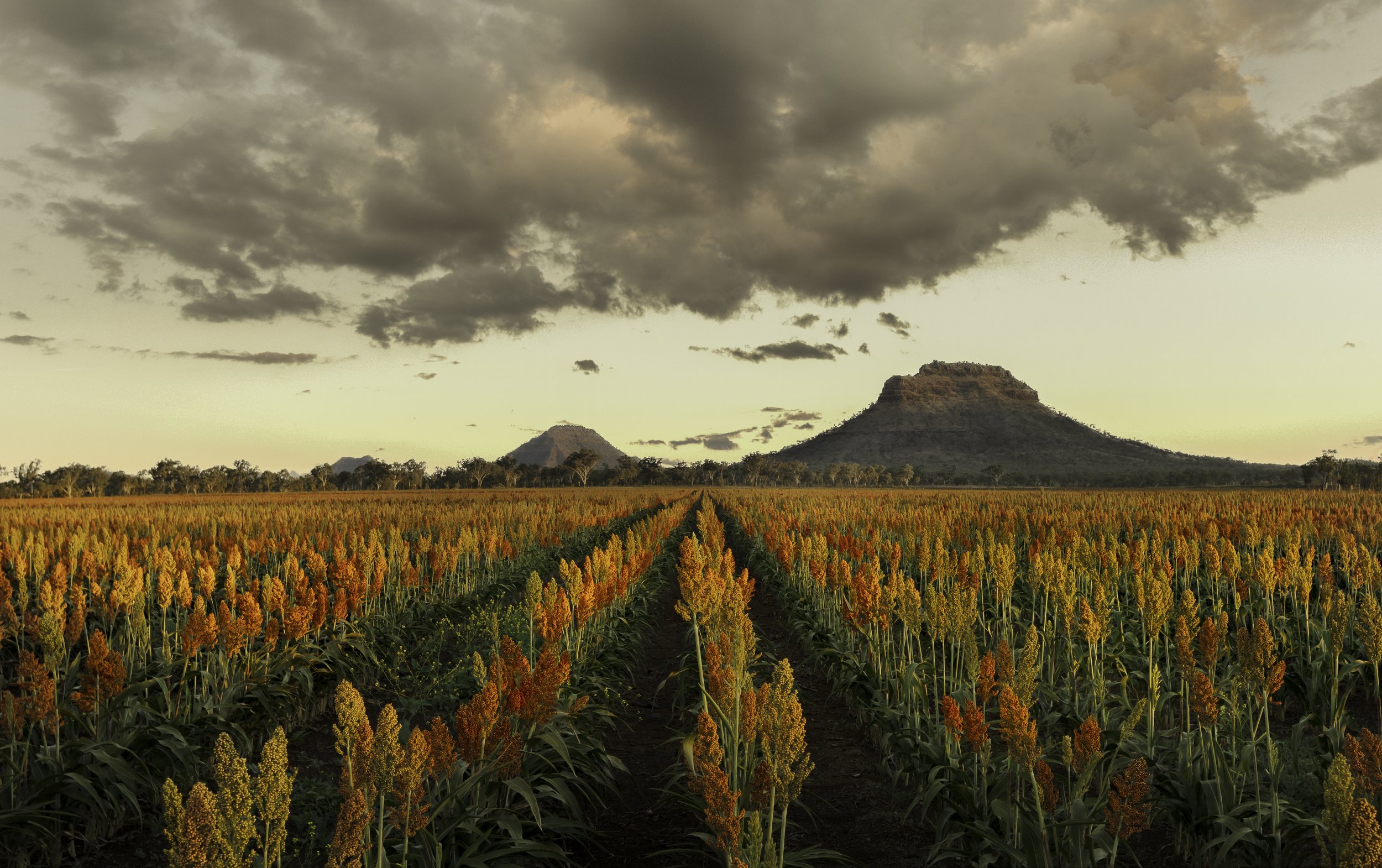 Sorghum Bliss