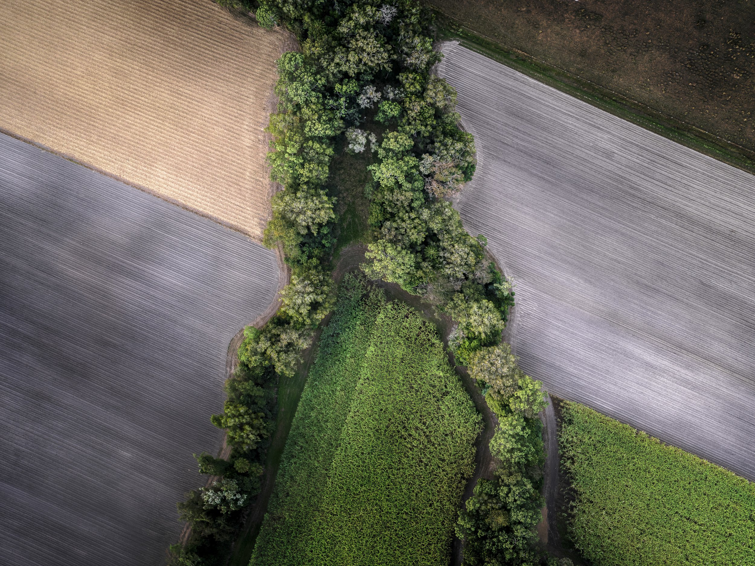 Canefields From Above
