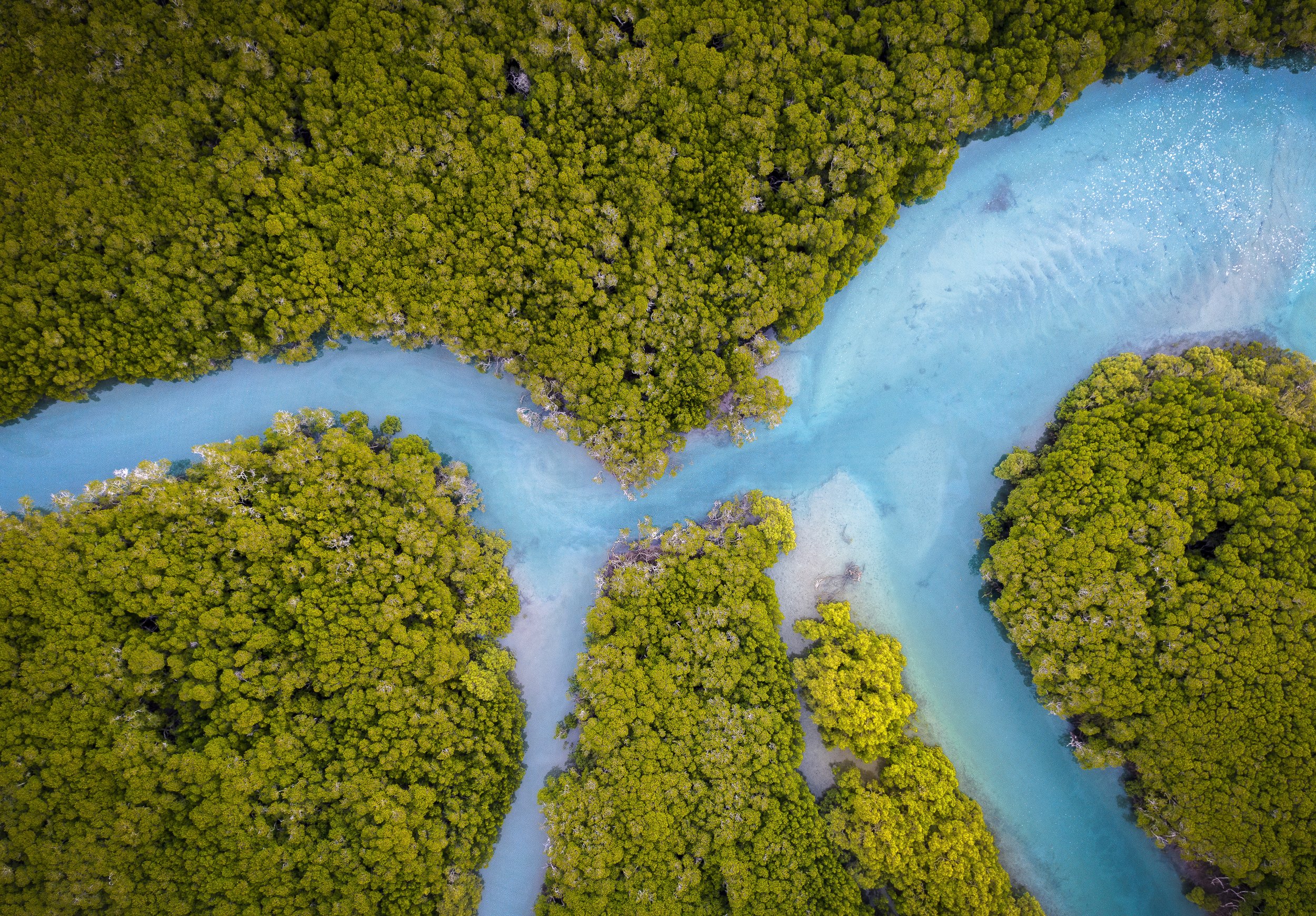 Eimeo Creek Mangroves