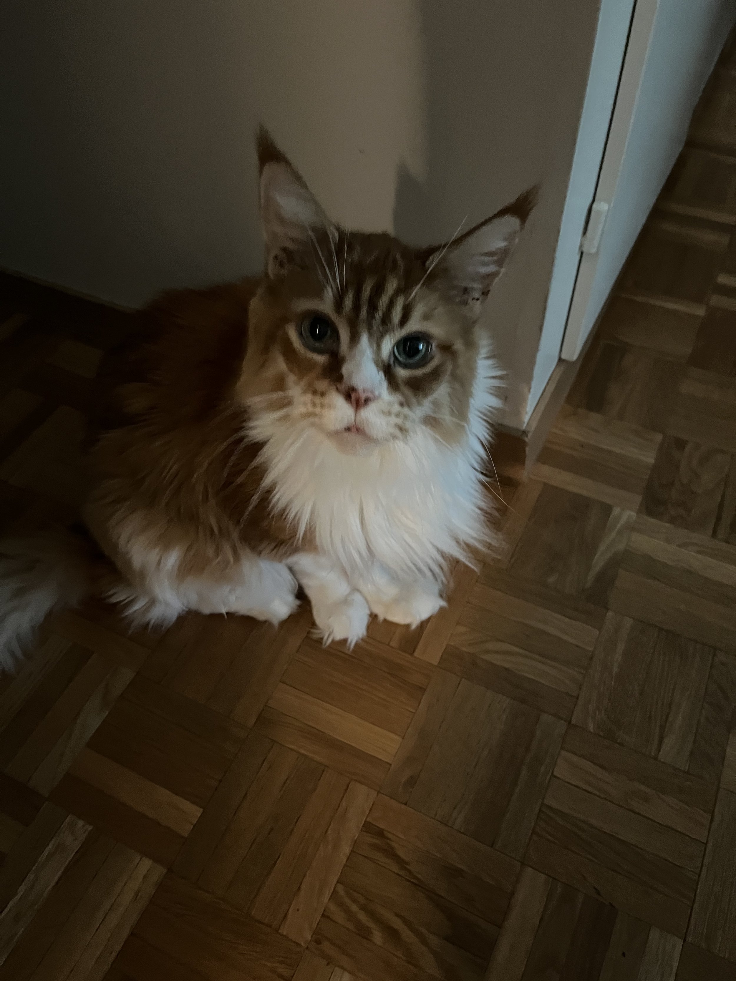03465FE6-CC00-47F3-827B-EC1AAAD65719.jpeg