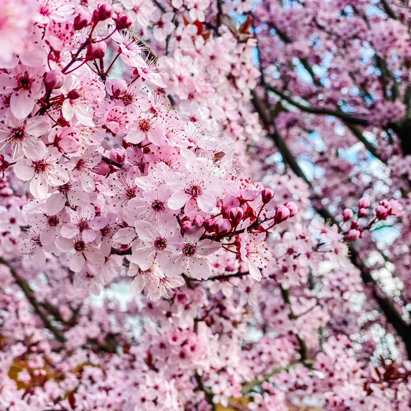plum in bloom #springflashback