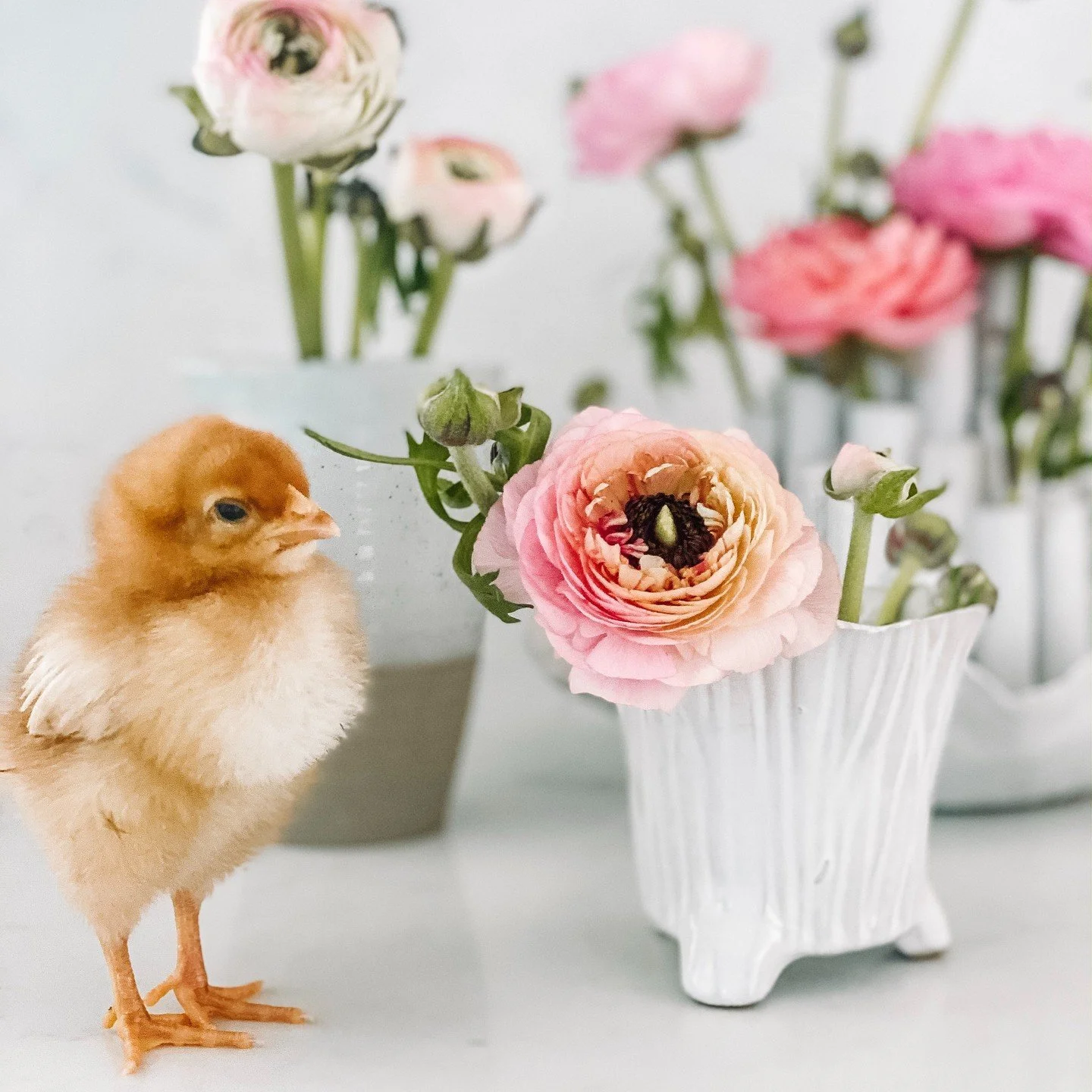 spring flashback to our first year with chicks #chicks #peonies