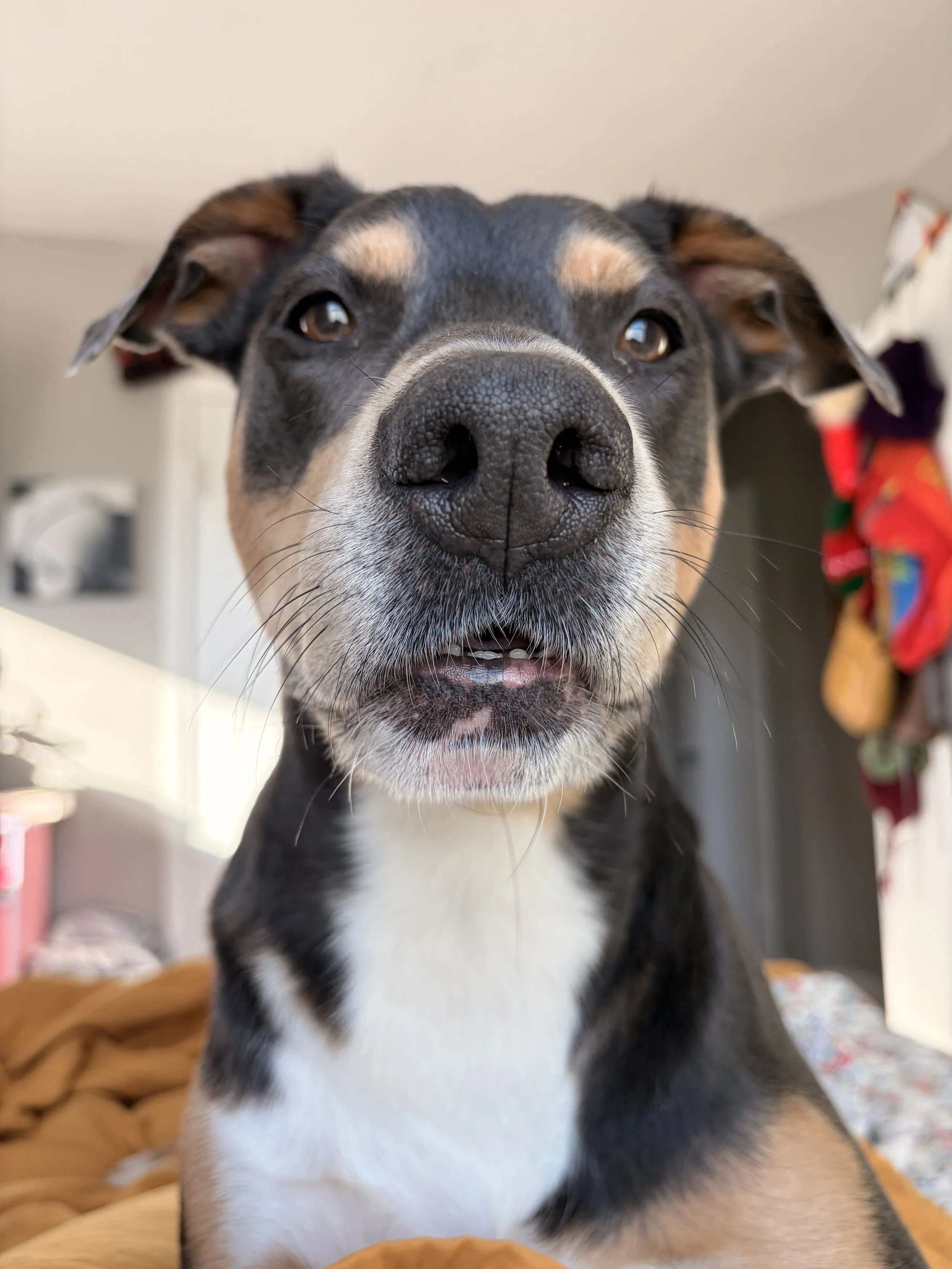 Close-up of a black and tan dog with a white chest, looking directly at the camera with a slightly open mouth, indoors with blurred background.