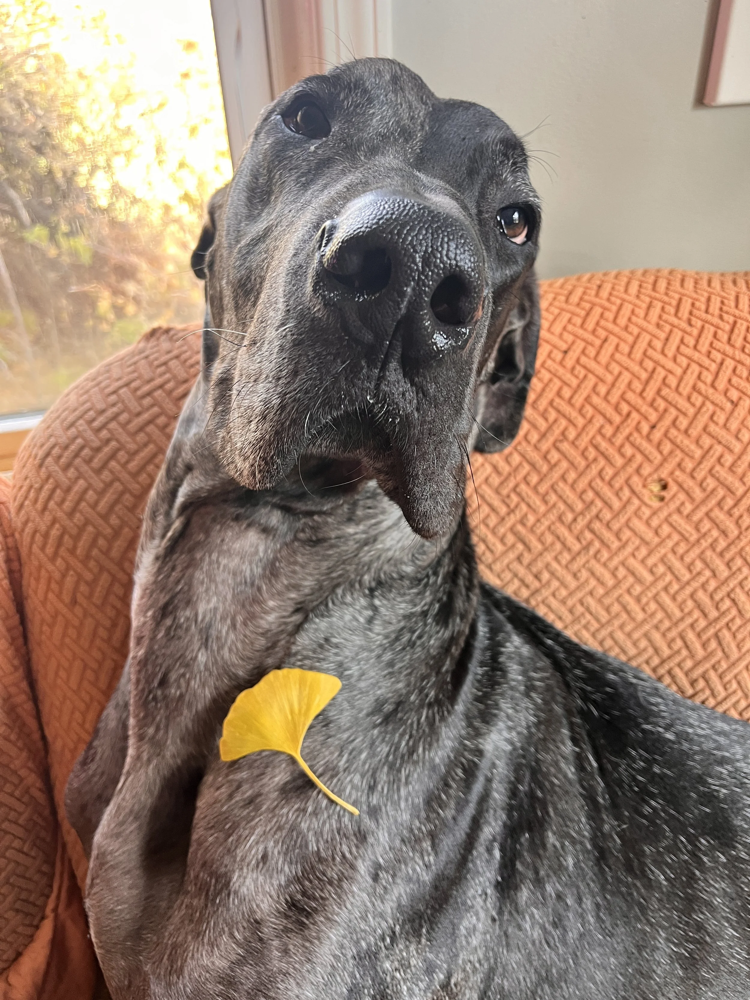 Close-up of a black and gray Great Dane dog sitting on an orange chair with a yellow leaf on its shoulder, indoors near a window with autumn foliage outside.