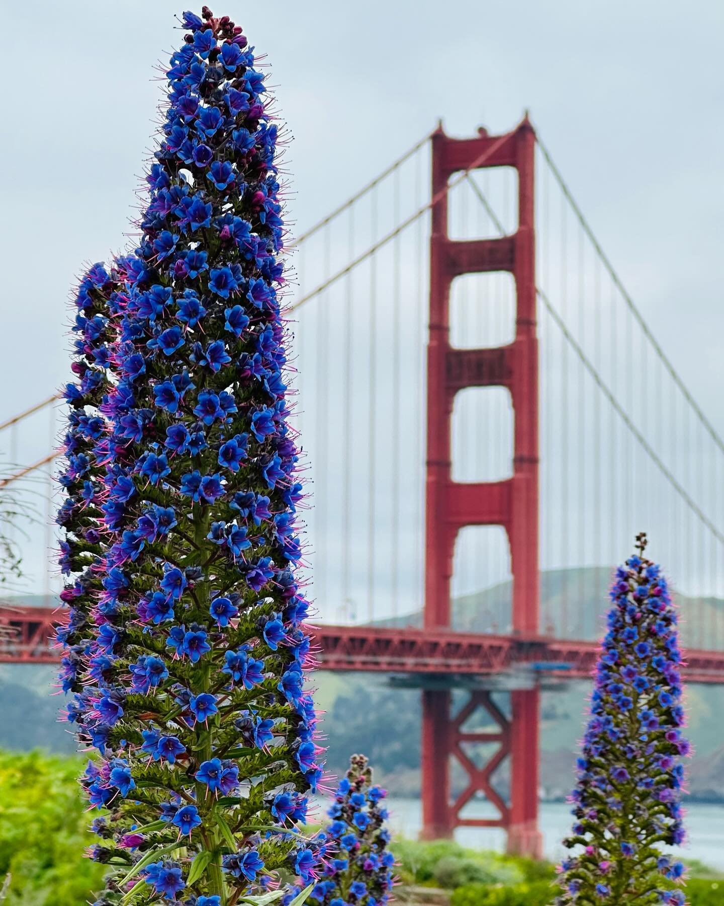Pride of Madeira. You know it&rsquo;s Spring in SF when you start to see these violet blooms all over the @presidiosf. 
P
L
A
N
T
S
#prideofmadiera #plants #presidiosf #streetsofsf #prideofsf #yoursf #mysf #howsfseessf #florafauna #goldengatebridge #