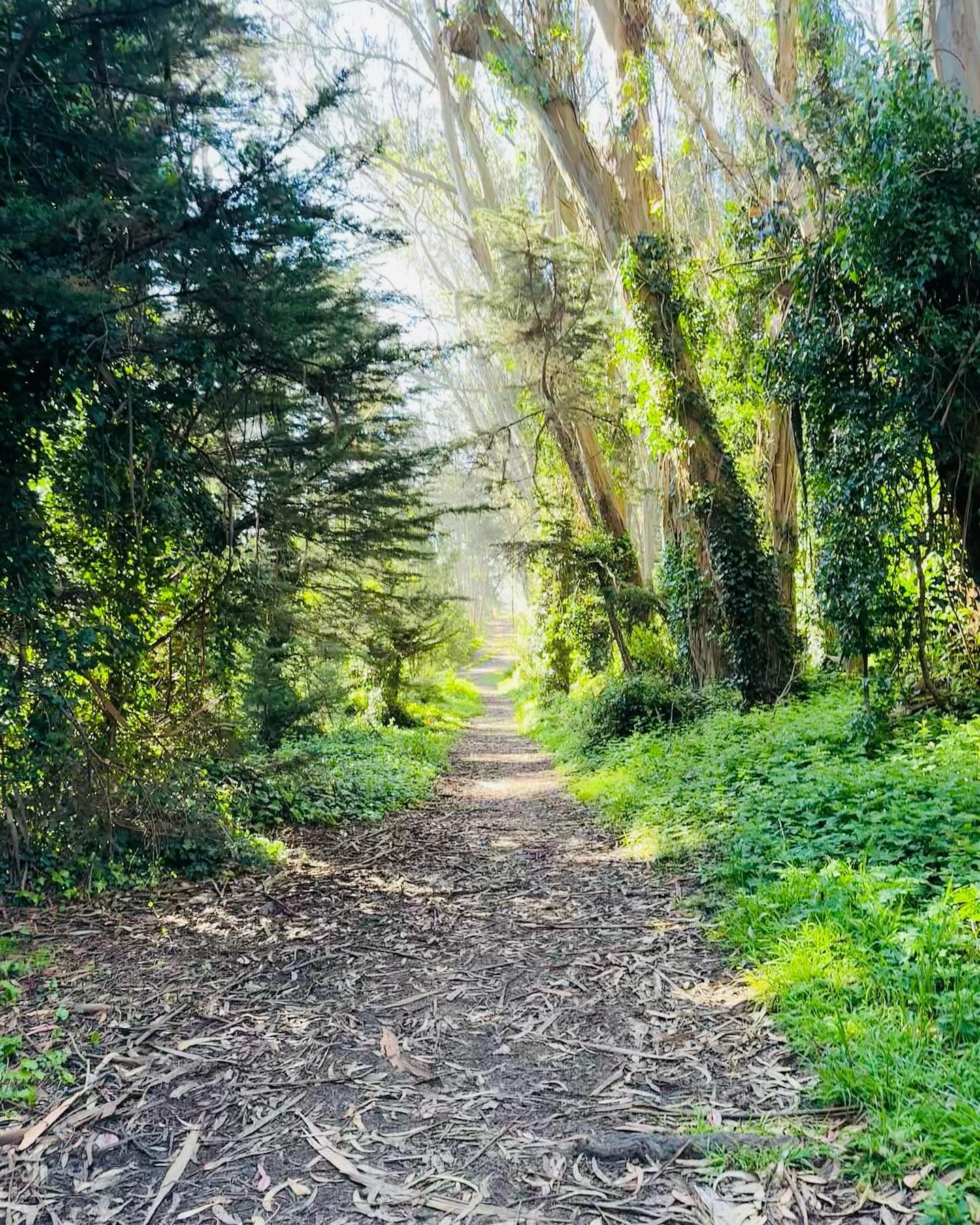 Morning 🌿🍃
W
A
L
K
#morningwalk #parksforever #trailsforever #presidiosf #parksforall #nature #getoutside #mothernature #eucalyptus #green #naturalbeauty #onlyinsf #onlysf #howsfseessf #yoursf #flysfo #visitcalifornia