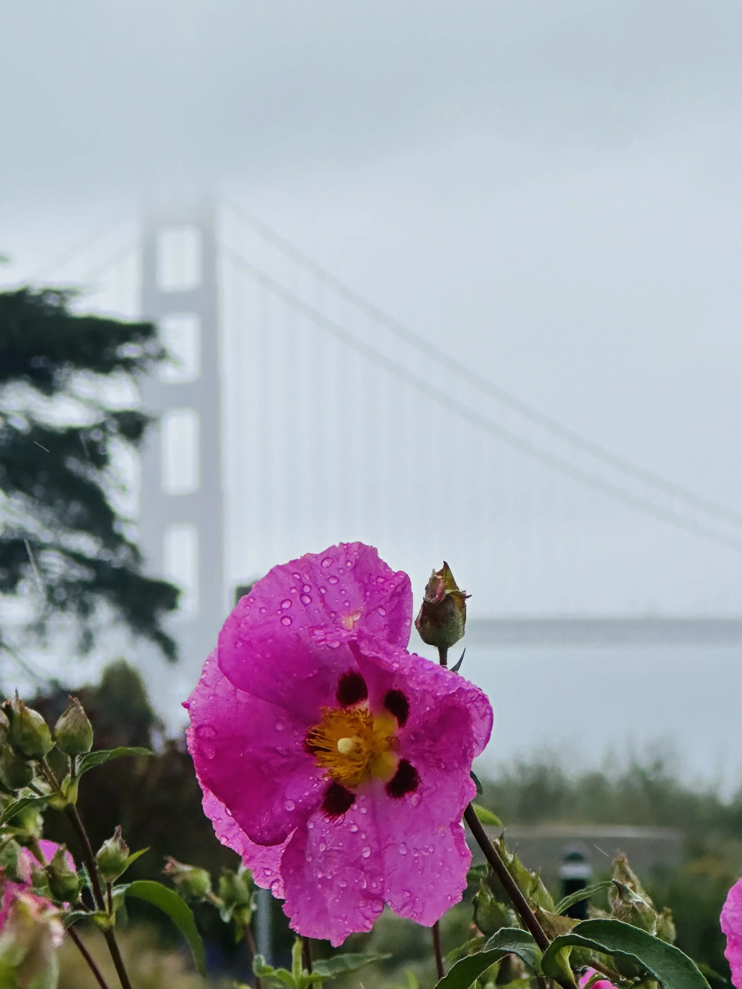 IMG_1883.jpeg