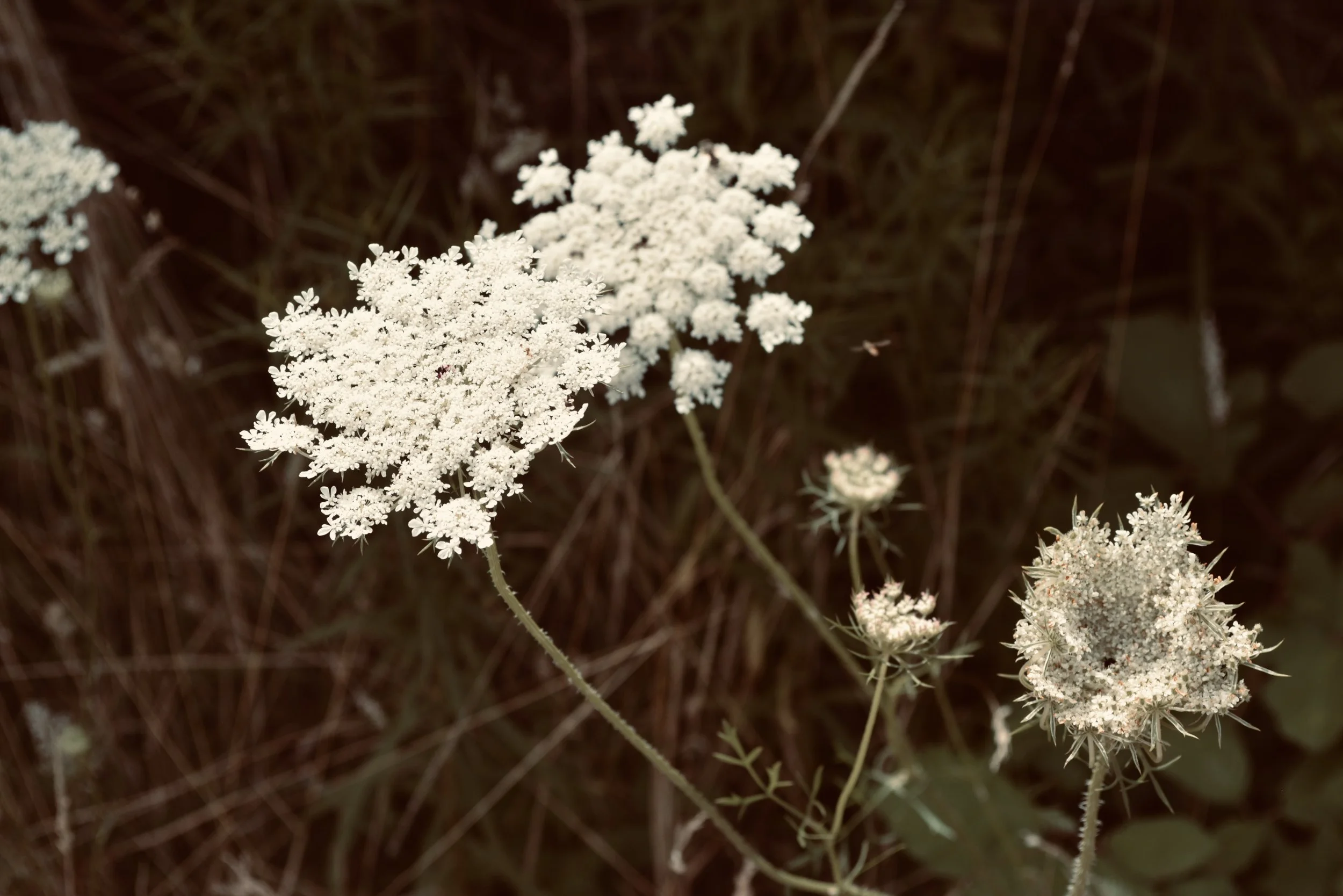 DSC_0337.jpeg